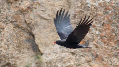Kırmızıgagalı dağ kargası