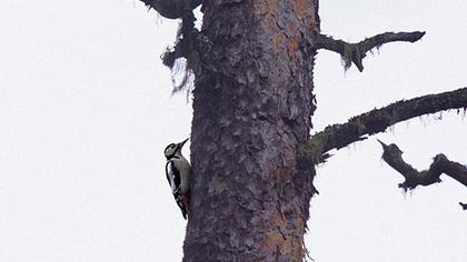 Orman alaca ağaçkakanı
