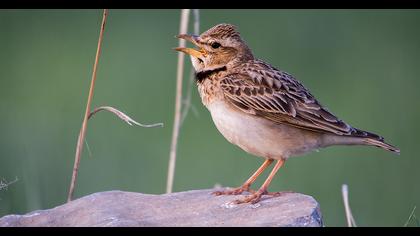 Küçük boğmaklı toygar