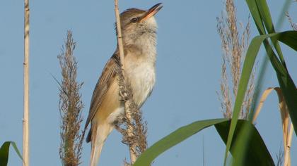 Büyük kamışçın