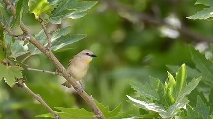 Sarıboğazlı serçe