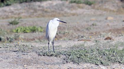 Küçük ak balıkçıl