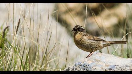 Sürmeli dağbülbülü