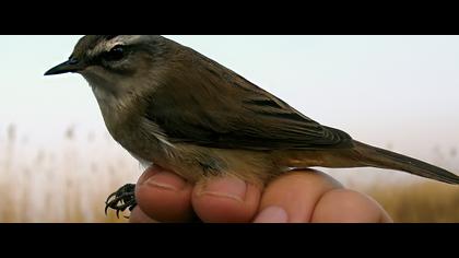 Bıyıklı kamışçın