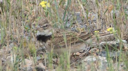 Küçük boğmaklı toygar