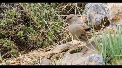 Büyük dağbülbülü