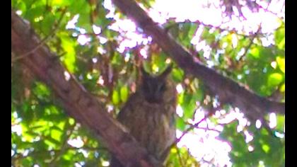 Kulaklı orman baykuşu