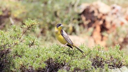 Karabaşlı kirazkuşu