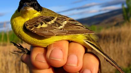 Sarı kuyruksallayan