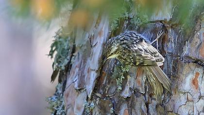 Orman tırmaşıkkuşu