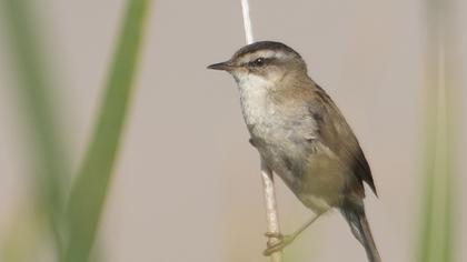 Bıyıklı kamışçın