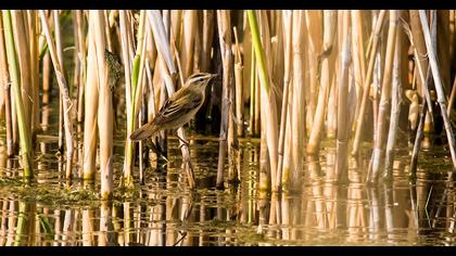 Kındıra kamışçını