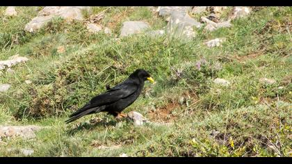 Sarıgagalı dağ kargası