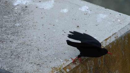 Kırmızıgagalı dağ kargası