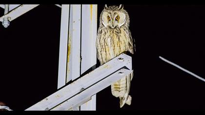 Kulaklı orman baykuşu