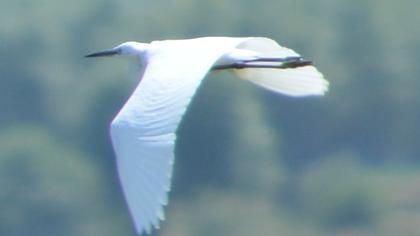 Küçük ak balıkçıl