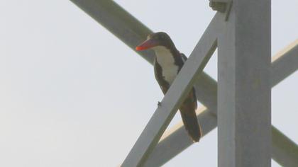 İzmir yalıçapkını