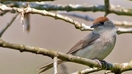 Karabaşlı ötleğen