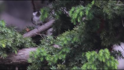 Akyanaklı baştankara