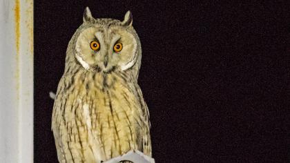 Kulaklı orman baykuşu