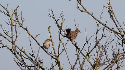 Akgerdanlı ötleğen