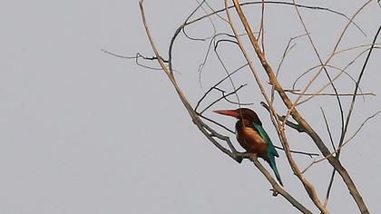 İzmir yalıçapkını