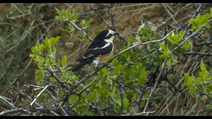 Maskeli örümcekkuşu