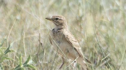 Greater Short-toed Lark
