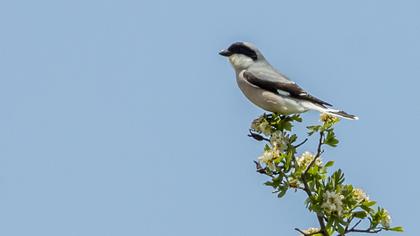Karaalınlı örümcekkuşu