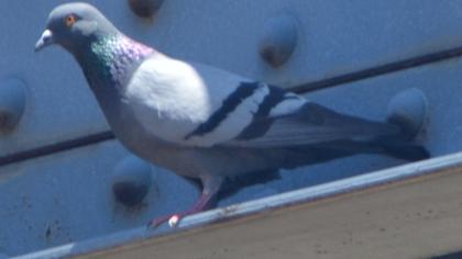 Rock Dove