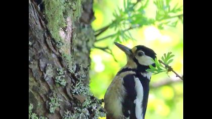 Orman alaca ağaçkakanı