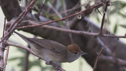 Karabaşlı ötleğen