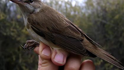 Büyük kamışçın