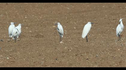Little Egret