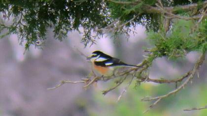 Maskeli örümcekkuşu