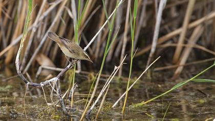Kındıra kamışçını