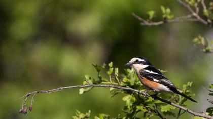 Maskeli örümcekkuşu