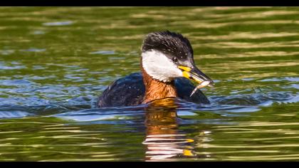 Kızılboyunlu batağan
