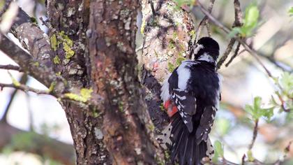 Orman alaca ağaçkakanı