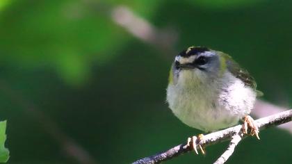 Sürmeli çalıkuşu