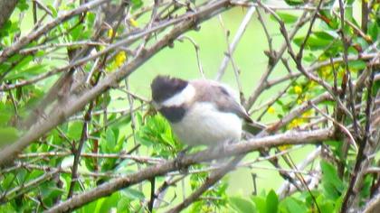 Akyanaklı baştankara