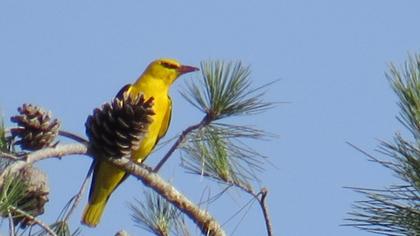 Eurasian Golden Oriole