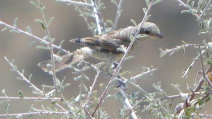 Kızılbaşlı örümcekkuşu