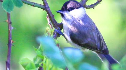Kayın baştankarası