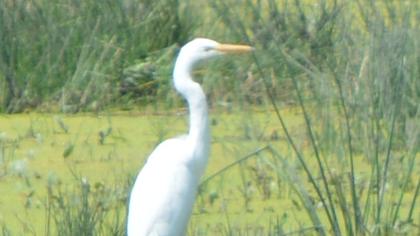 Büyük ak balıkçıl