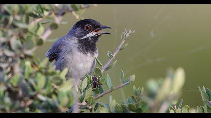 Karaboğazlı ötleğen