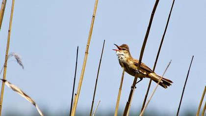 Büyük kamışçın