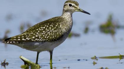 Orman düdükçünü