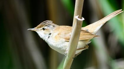 Doğu kamışçını