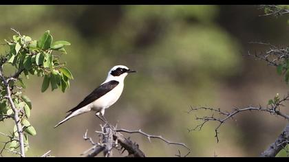 Karakulaklı kuyrukkakan